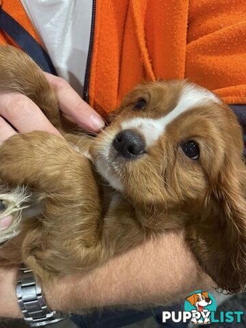 Cavalier King Charles Spaniel