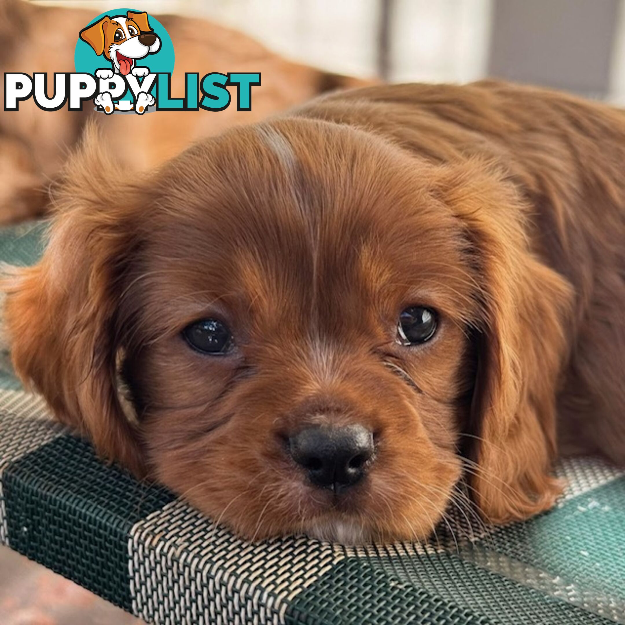 Cavalier King Charles Spaniel