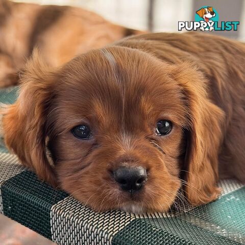 Cavalier King Charles Spaniel