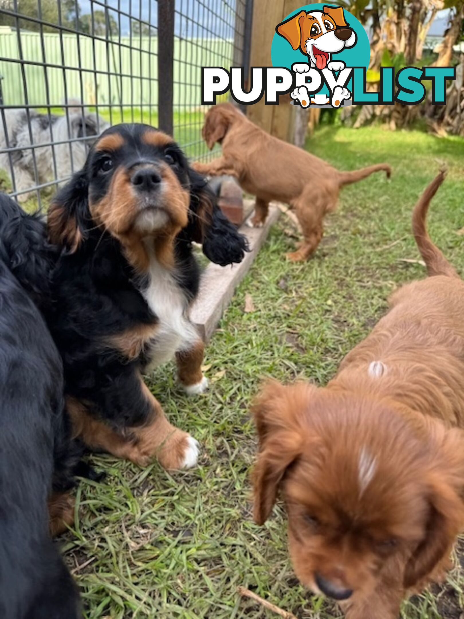 Cavalier King Charles Spaniel