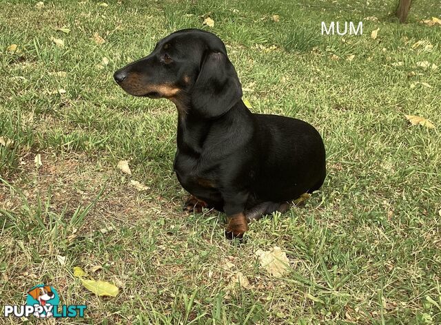 Miniature Dachshund Puppies