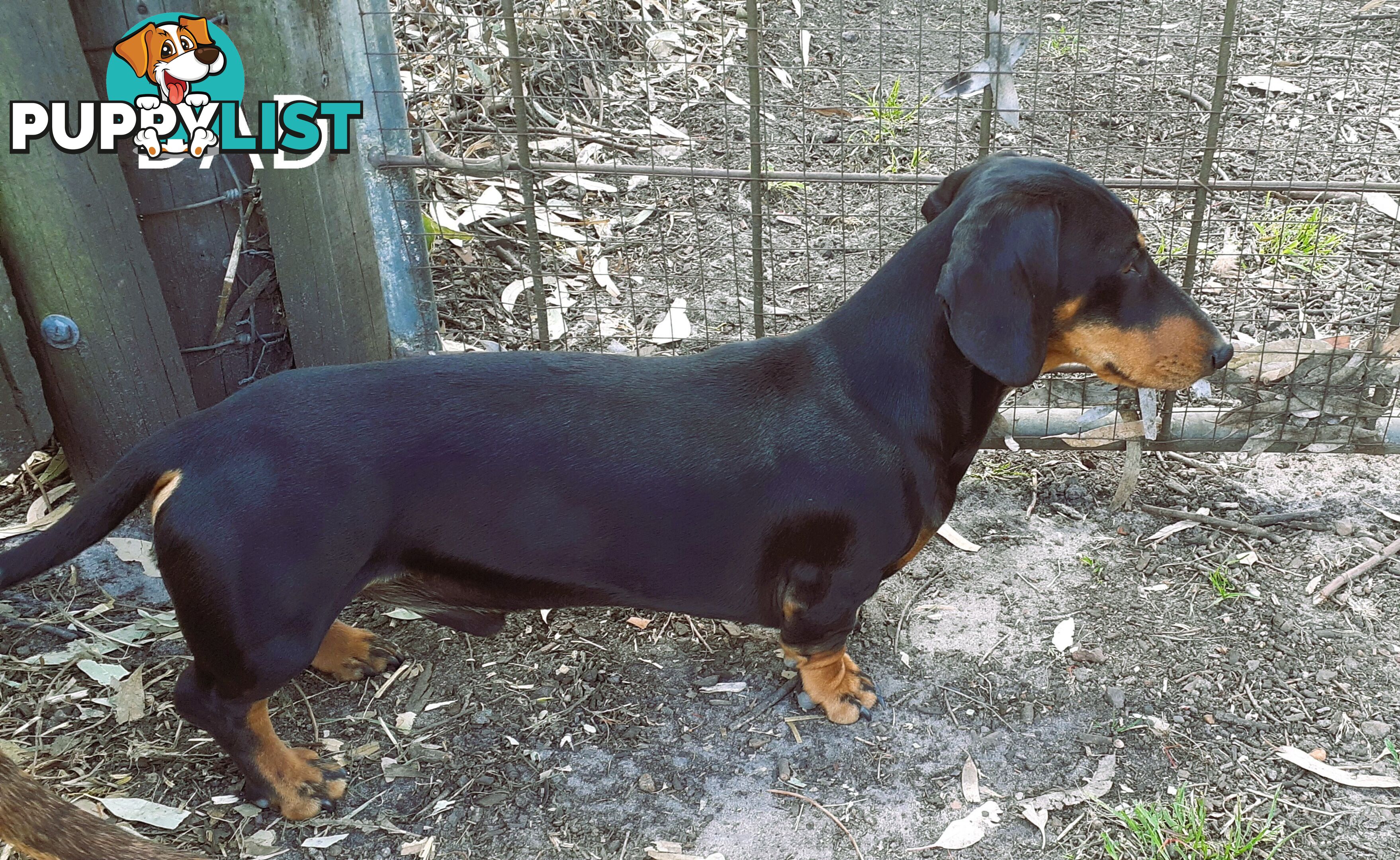 Miniature Dachshund Puppies