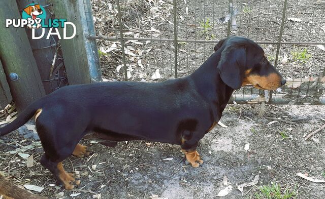 Miniature Dachshund Puppies