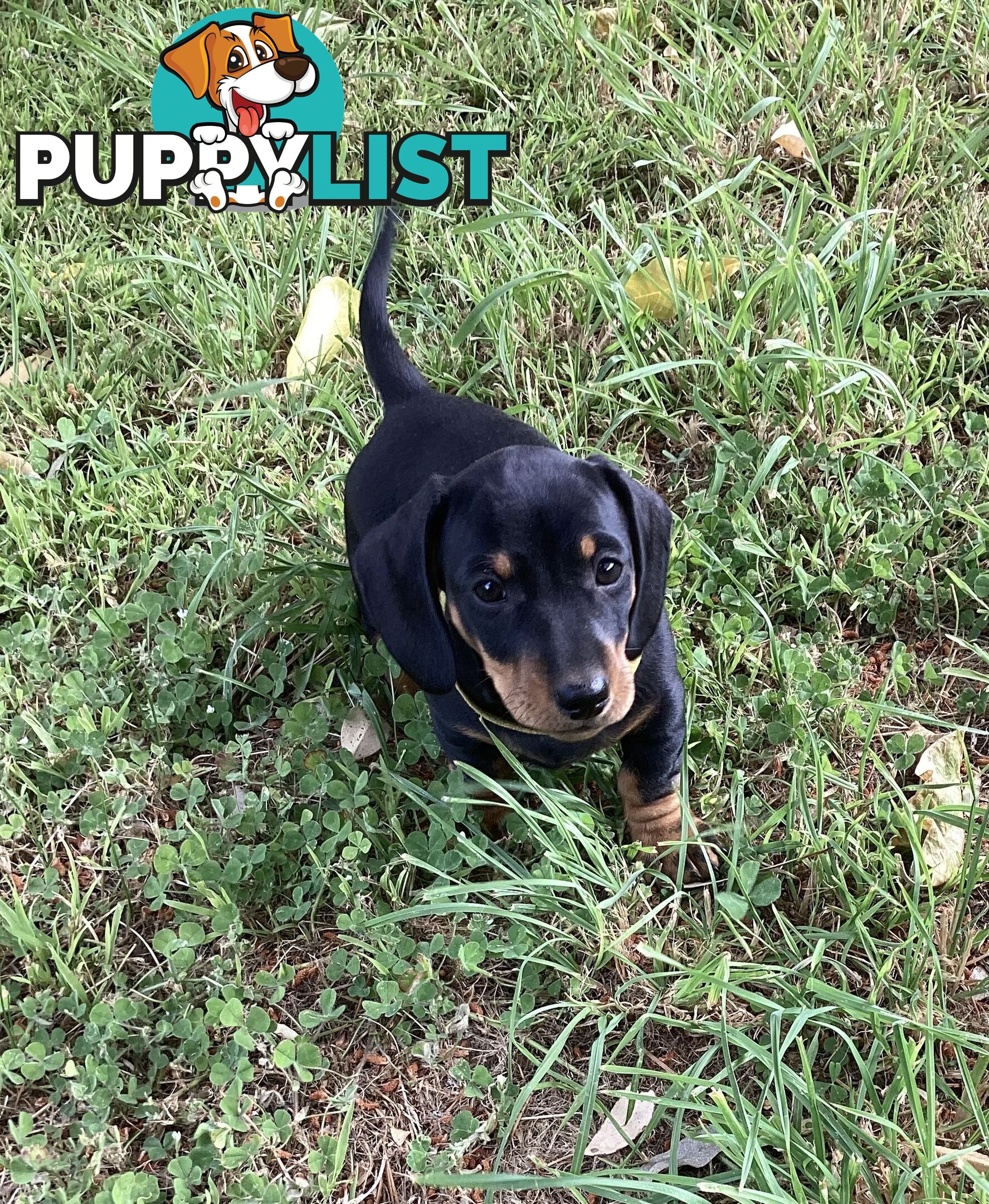 Miniature Dachshund Puppies