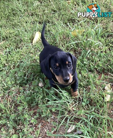 Miniature Dachshund Puppies