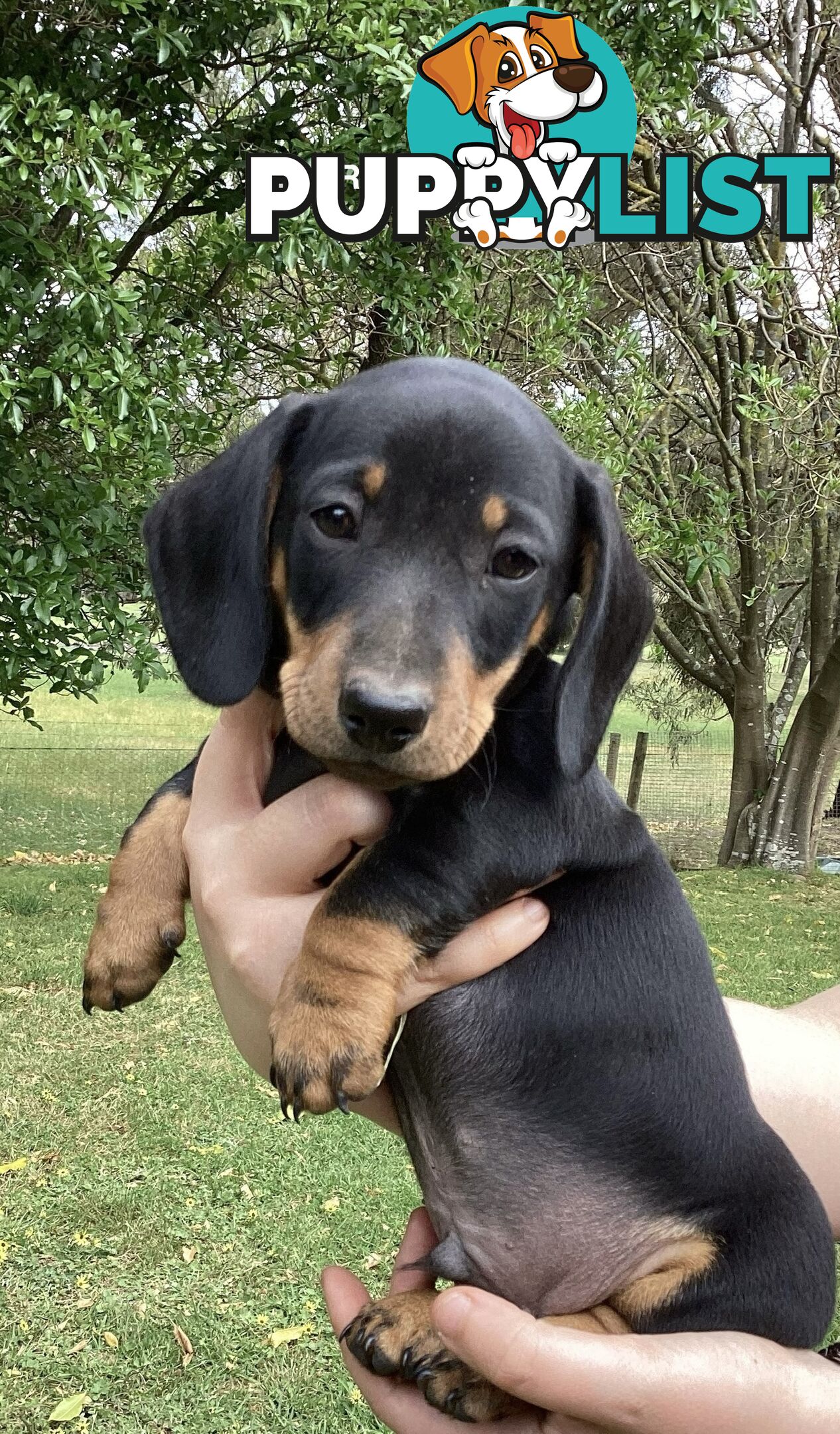 Miniature Dachshund Puppies