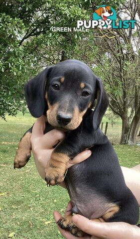 Miniature Dachshund Puppies