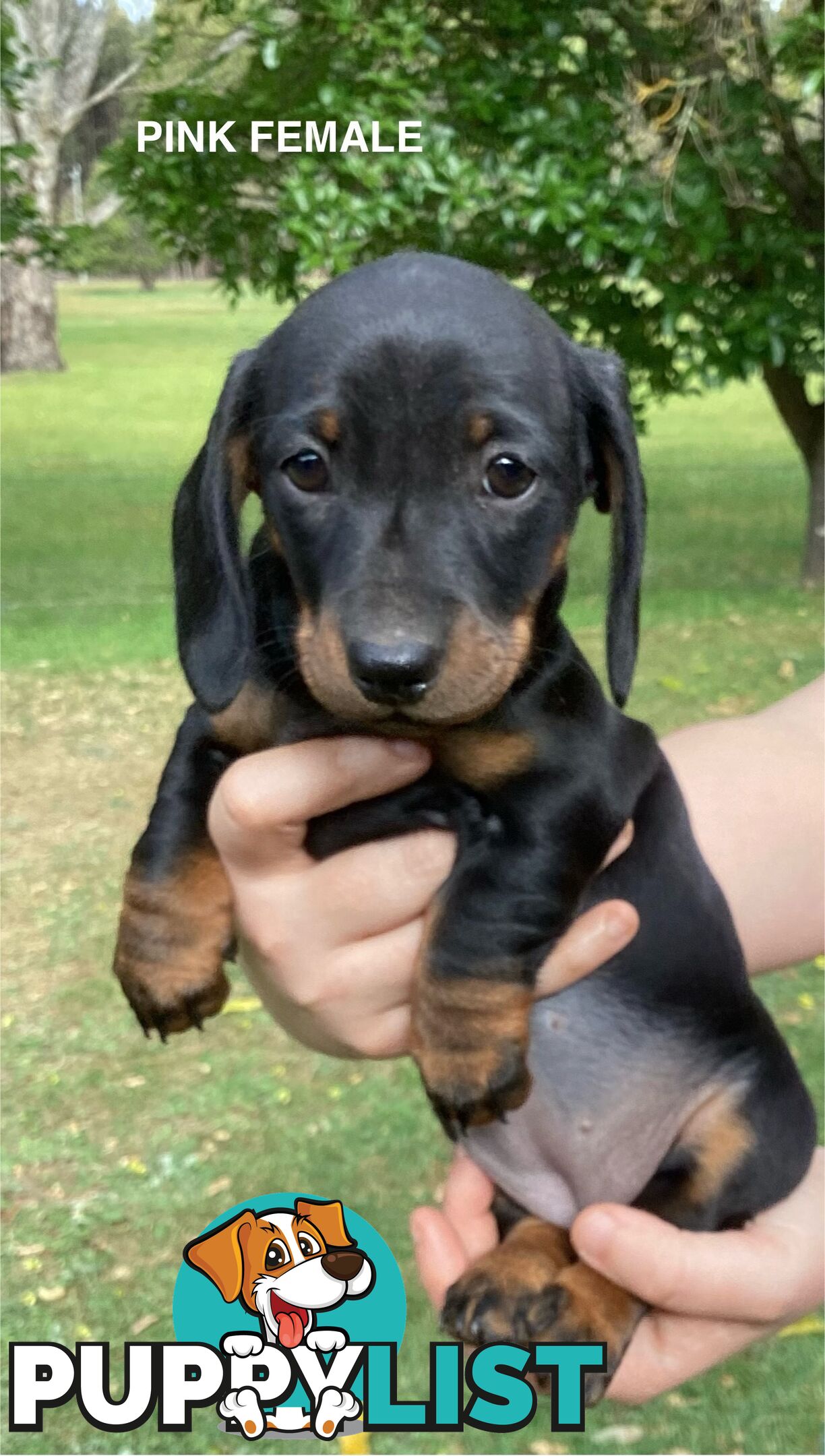 Miniature Dachshund Puppies