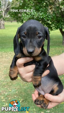 Miniature Dachshund Puppies