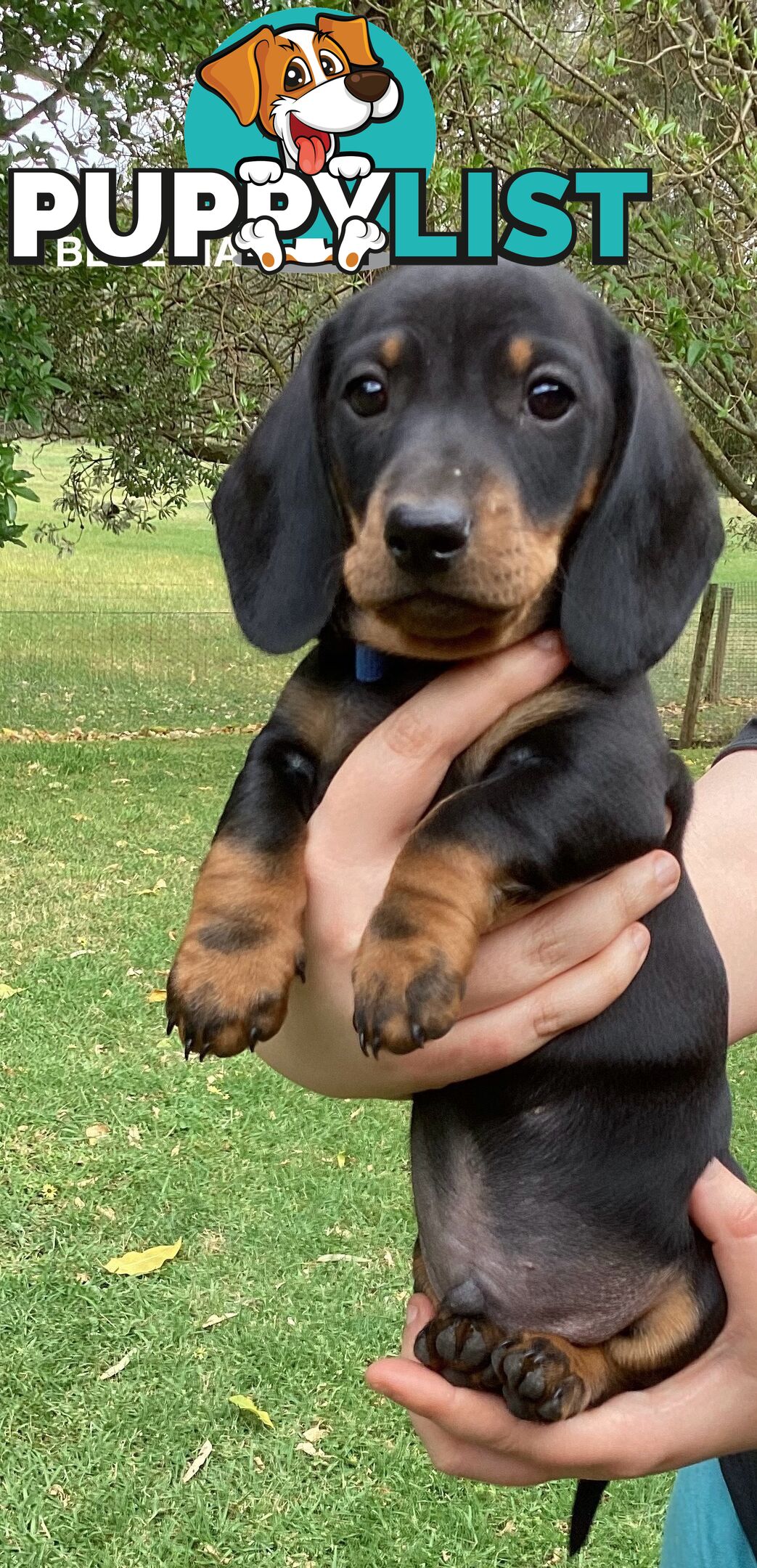 Miniature Dachshund Puppies