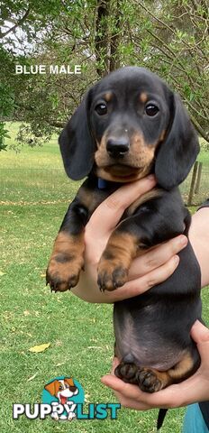 Miniature Dachshund Puppies