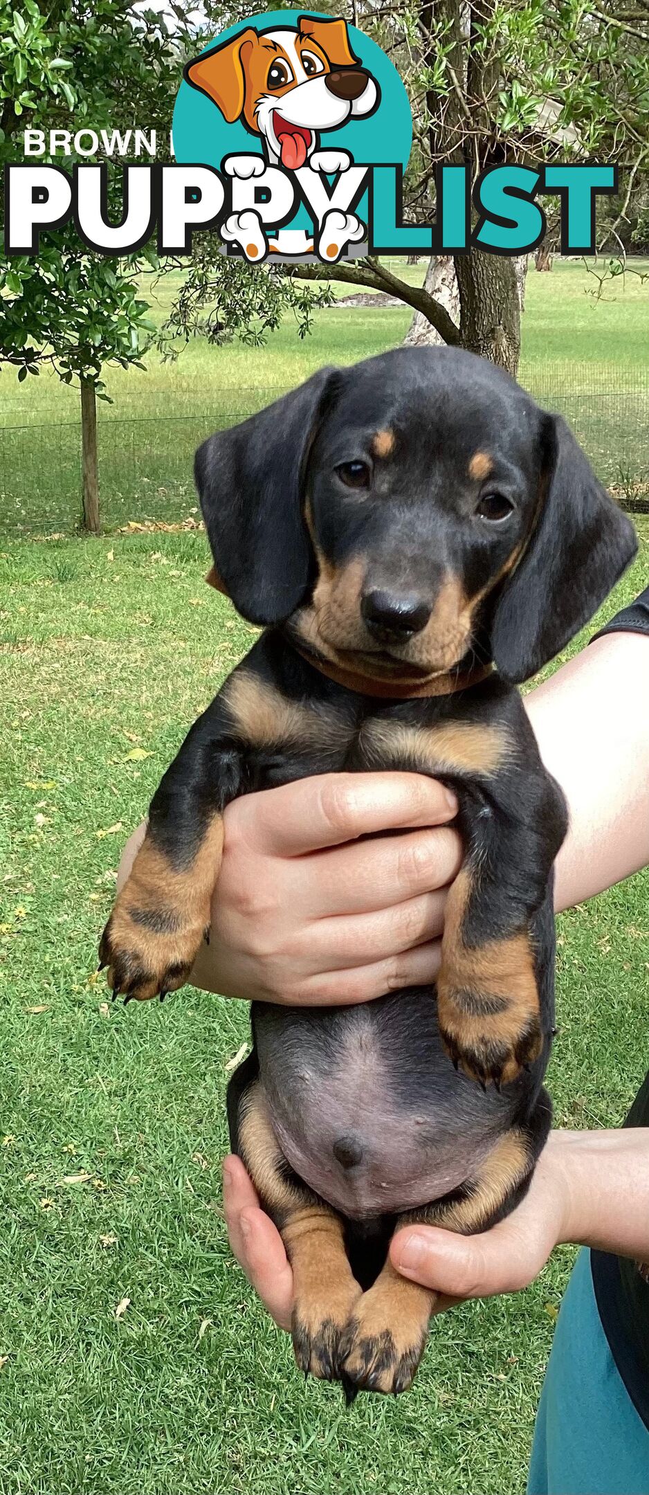 Miniature Dachshund Puppies