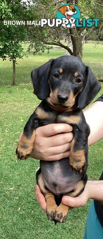 Miniature Dachshund Puppies