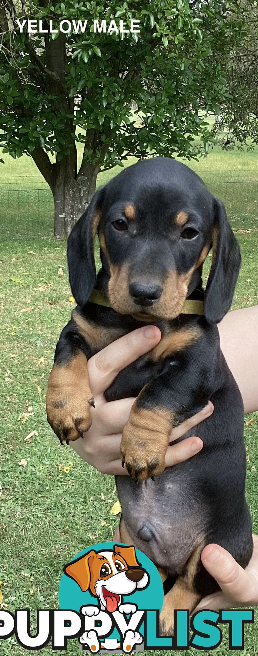 Miniature Dachshund Puppies