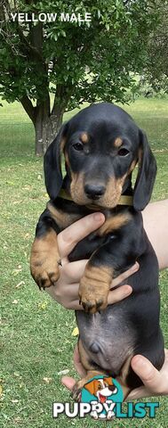 Miniature Dachshund Puppies