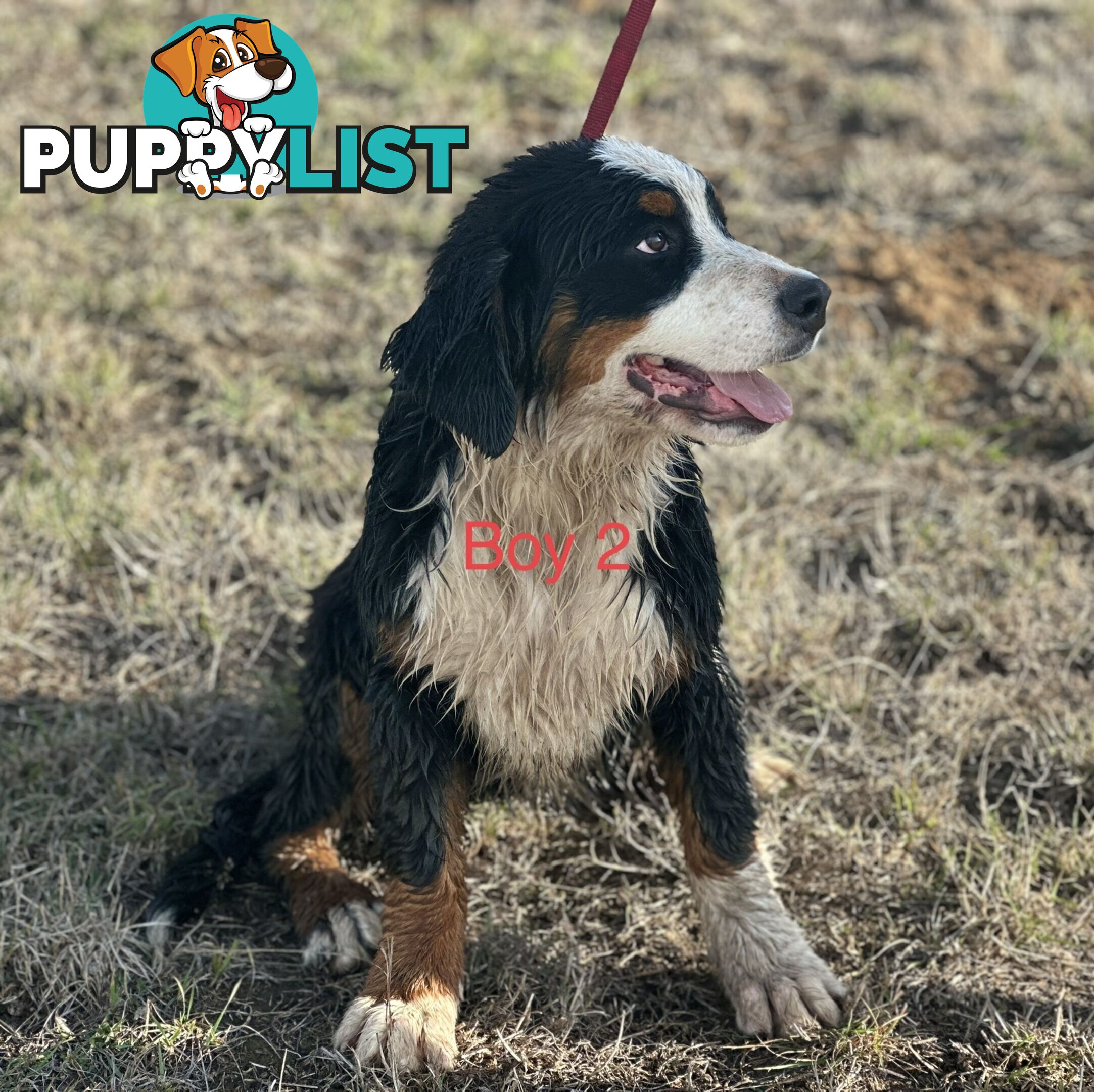 Bernese mountain dog