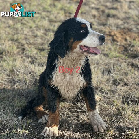 Bernese mountain dog
