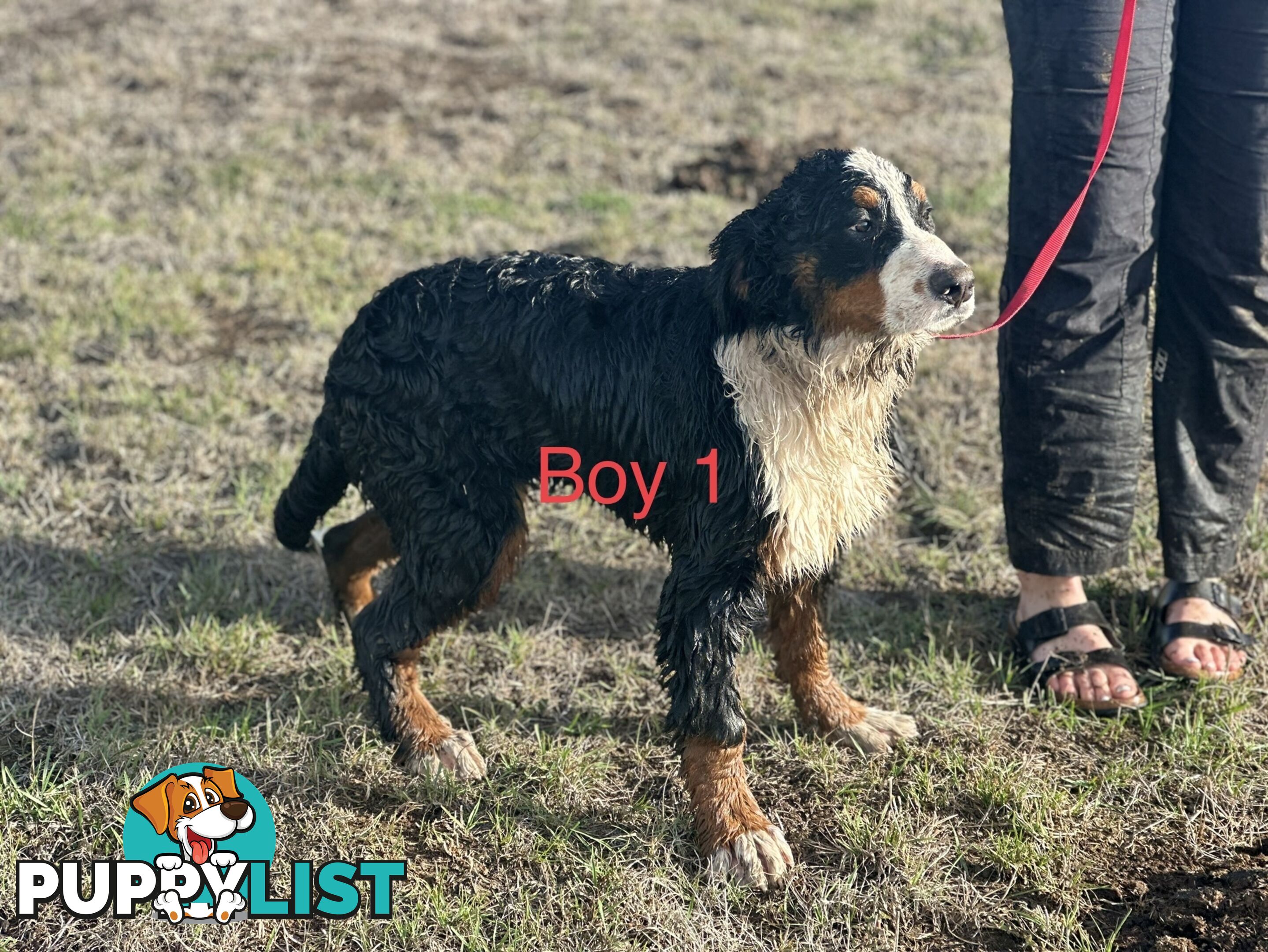 Bernese mountain dog