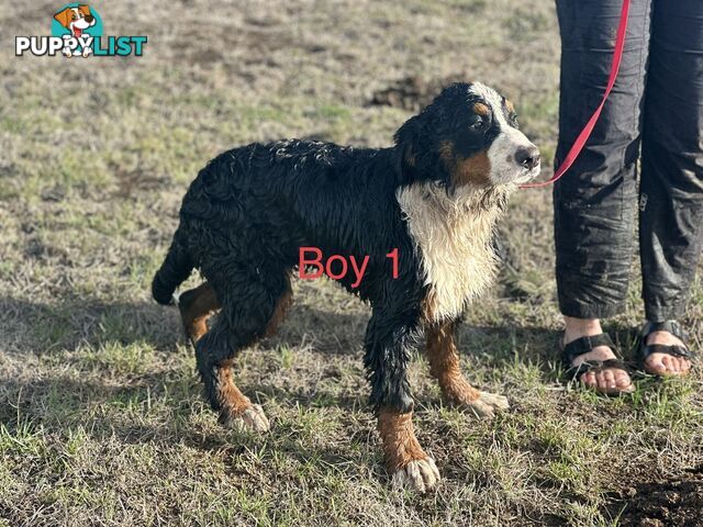 Bernese mountain dog