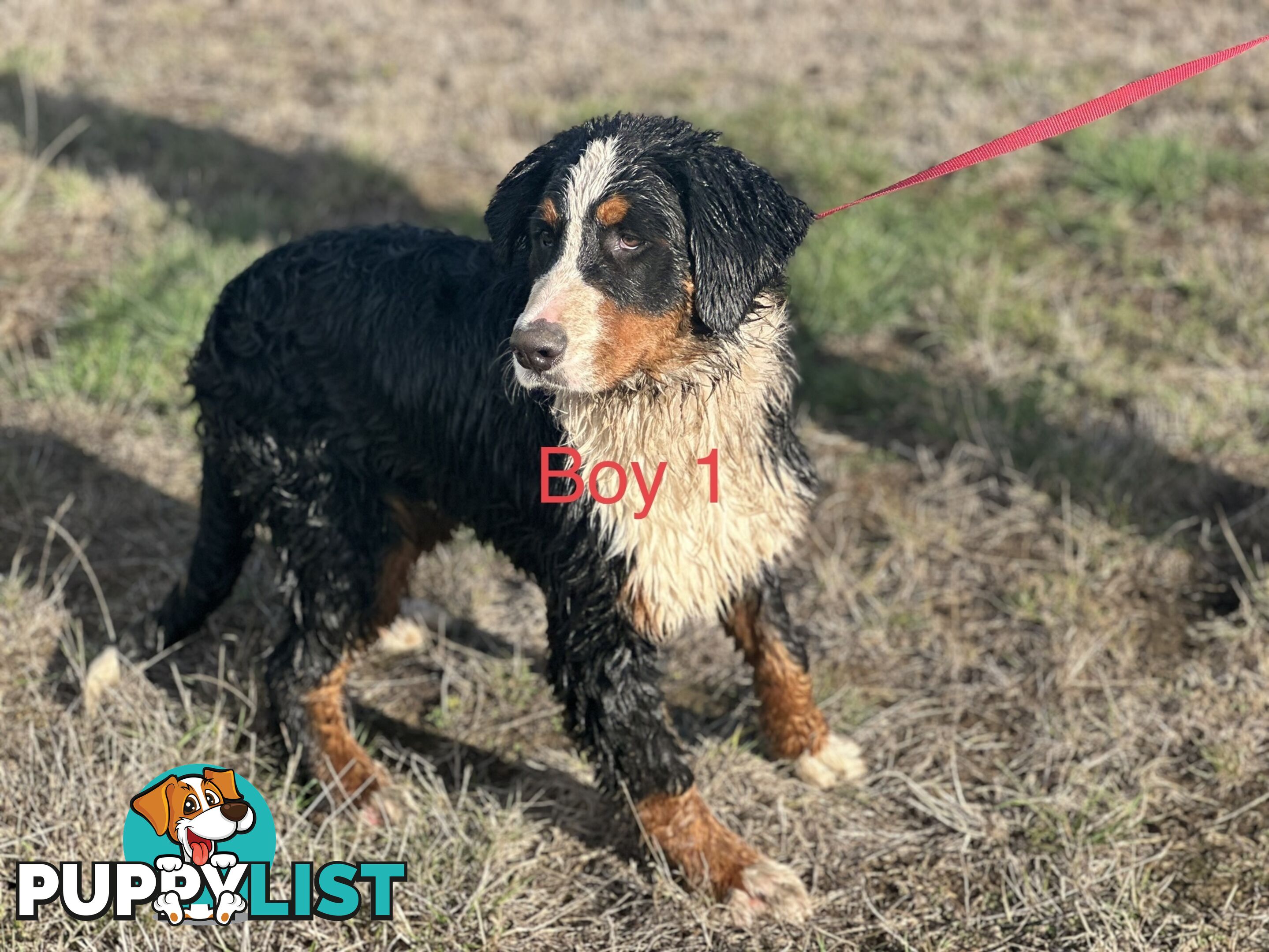 Bernese mountain dog