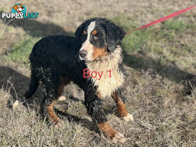 Bernese mountain dog