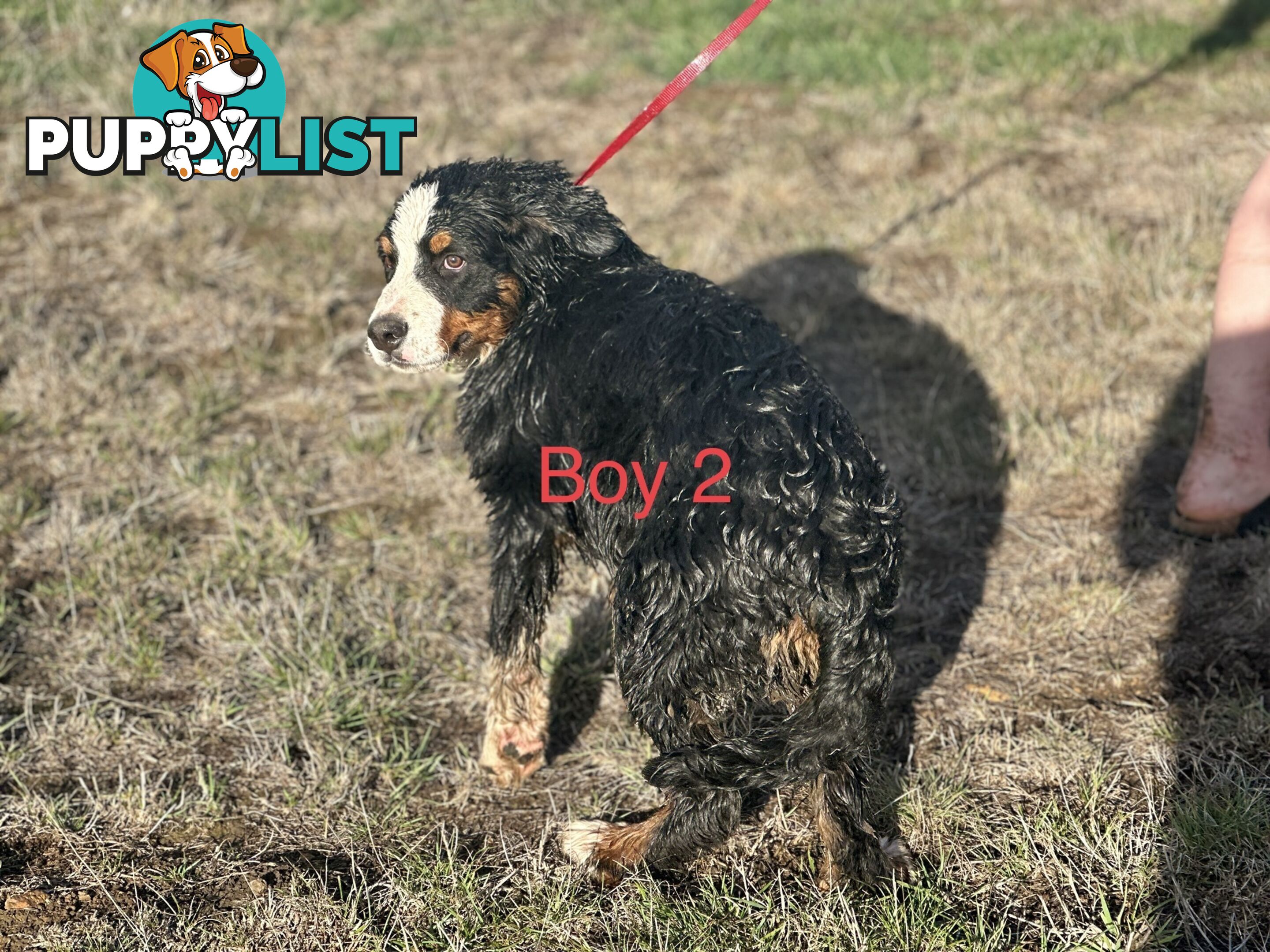 Bernese mountain dog