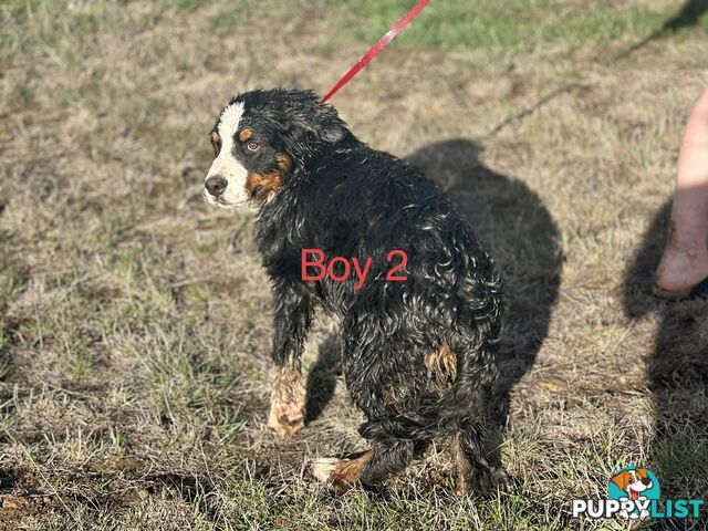 Bernese mountain dog