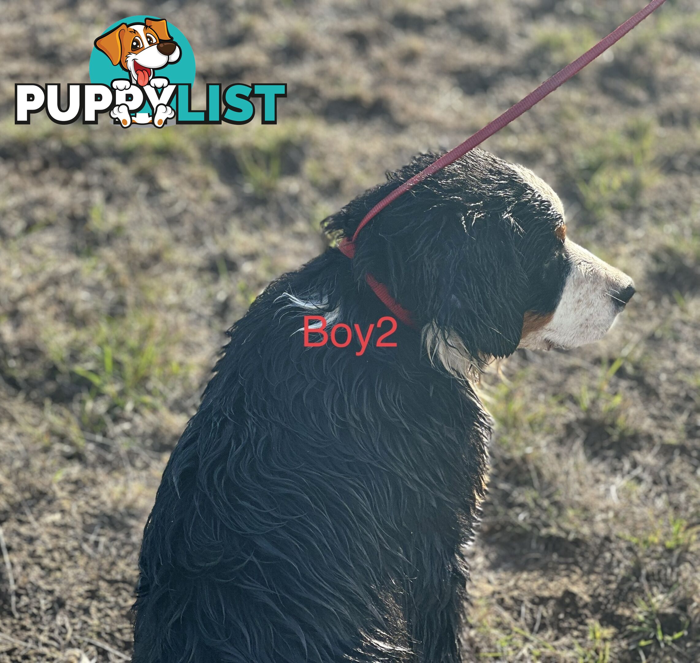 Bernese mountain dog