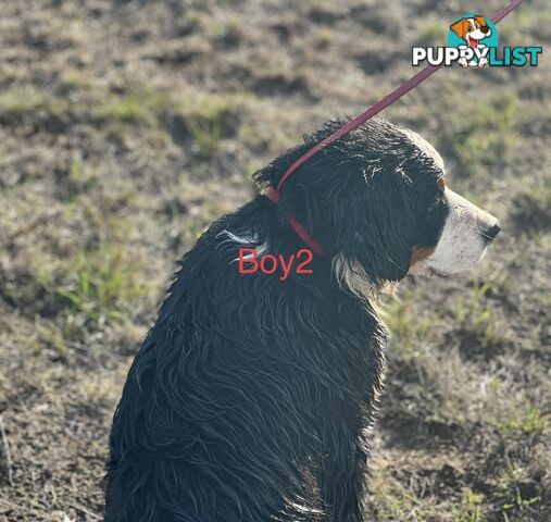 Bernese mountain dog