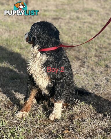 Bernese mountain dog
