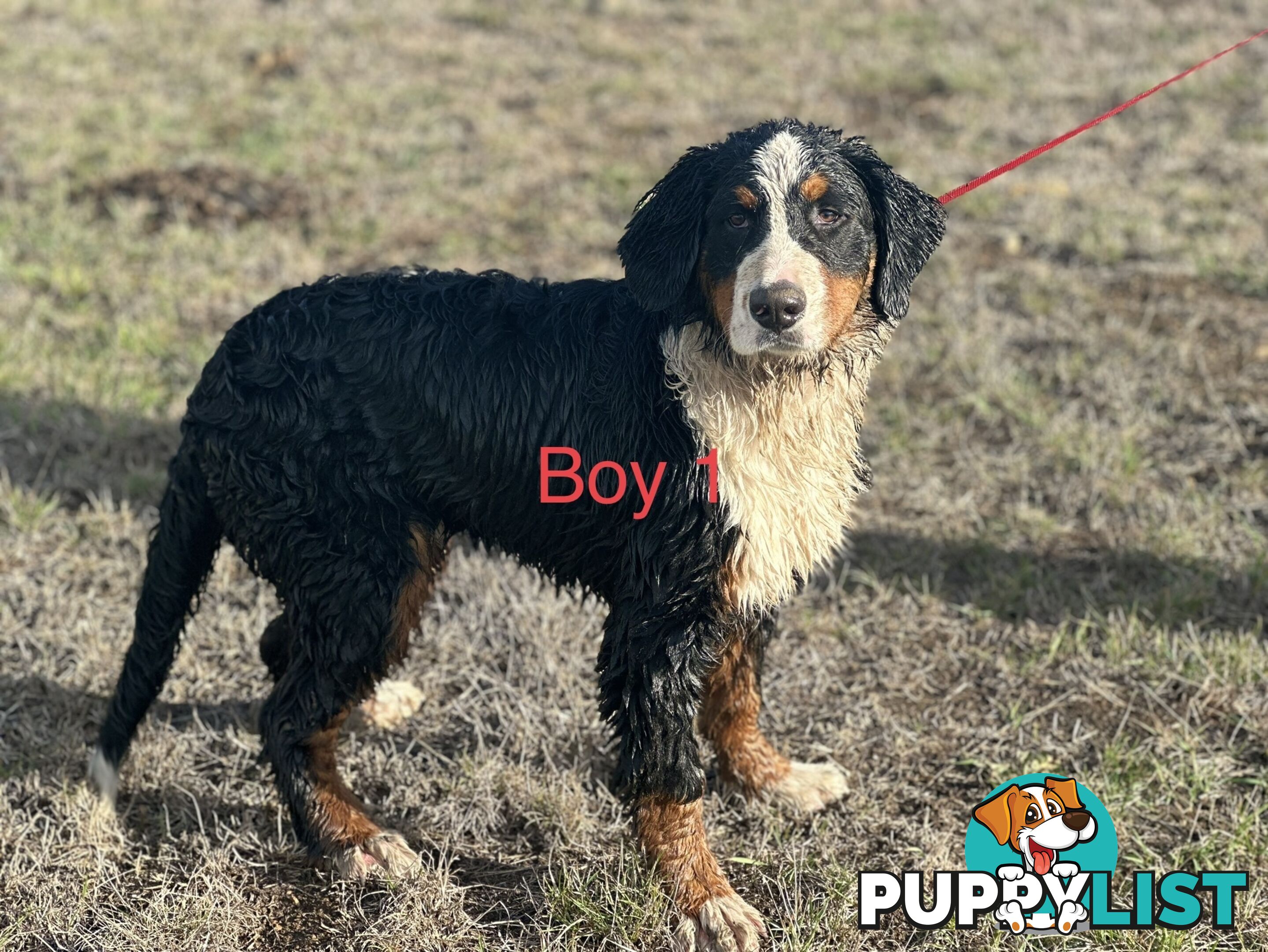 Bernese mountain dog