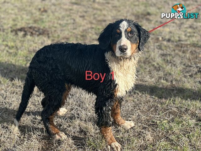 Bernese mountain dog