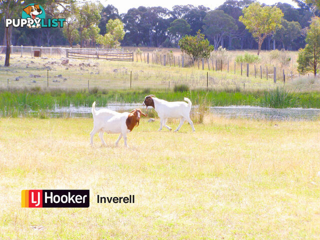 1178 Moredun Dams Road INVERELL NSW 2360