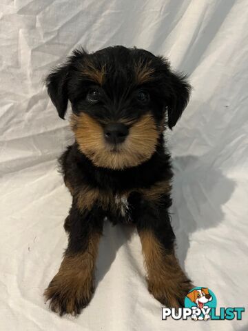 Schnoodle Puppies Cuties and Fun