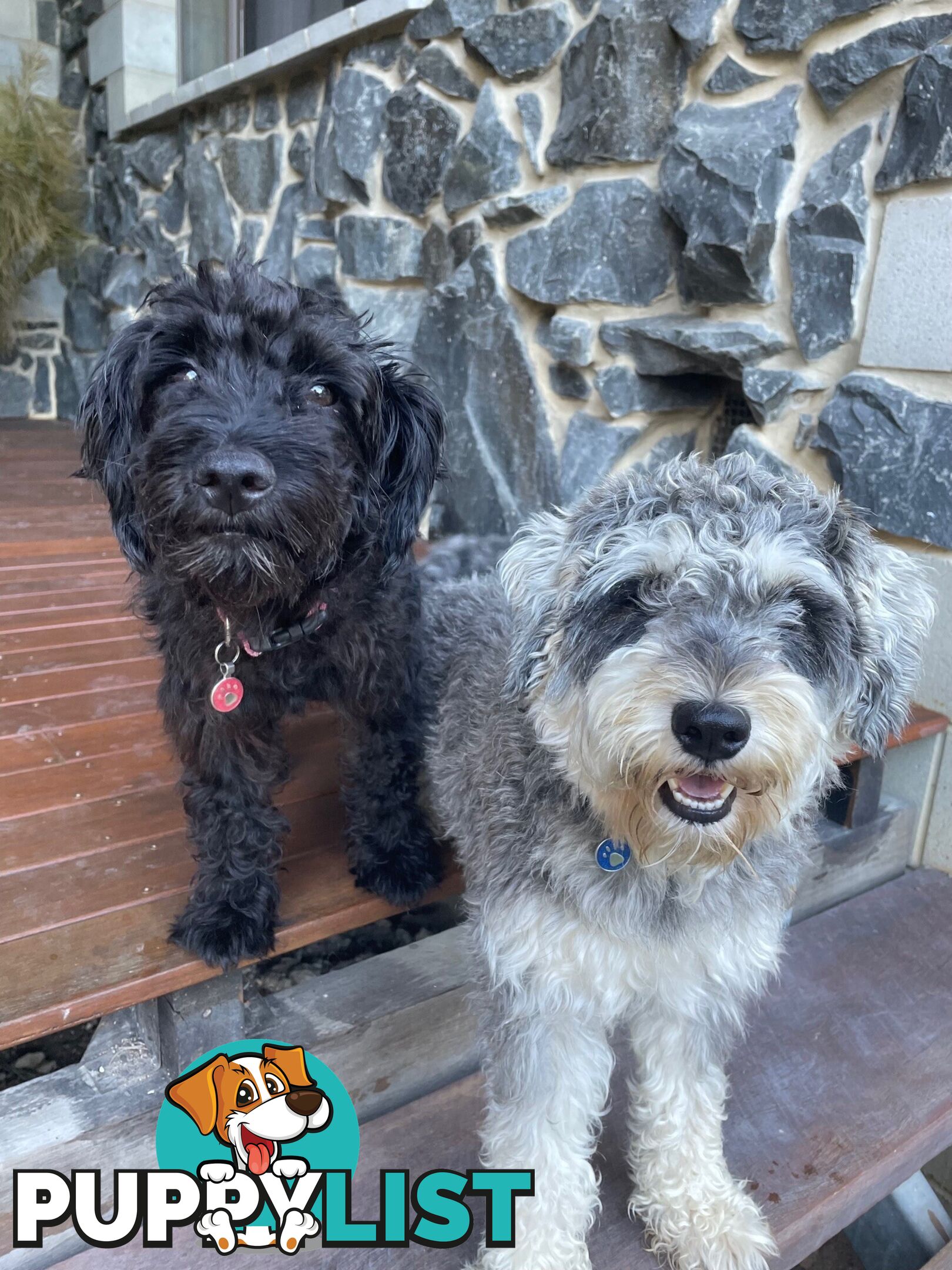 Schnoodle Puppies Cuties and Fun