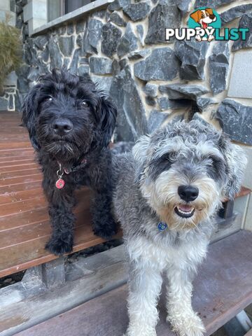 Schnoodle Puppies Cuties and Fun