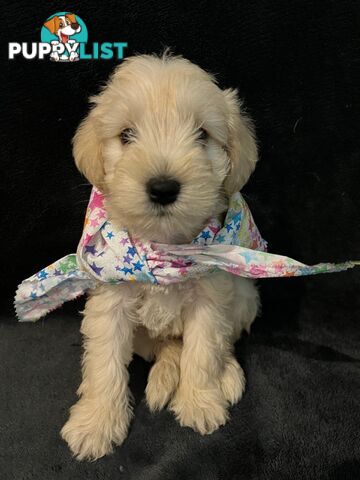 Schnoodle Puppies Cuties and Fun