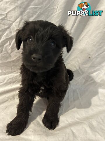 Schnoodle Puppies Cuties and Fun