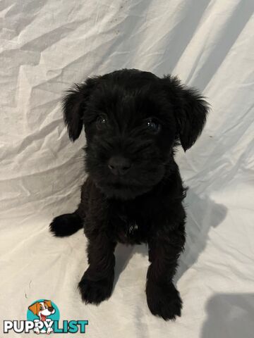 Schnoodle Puppies Cuties and Fun