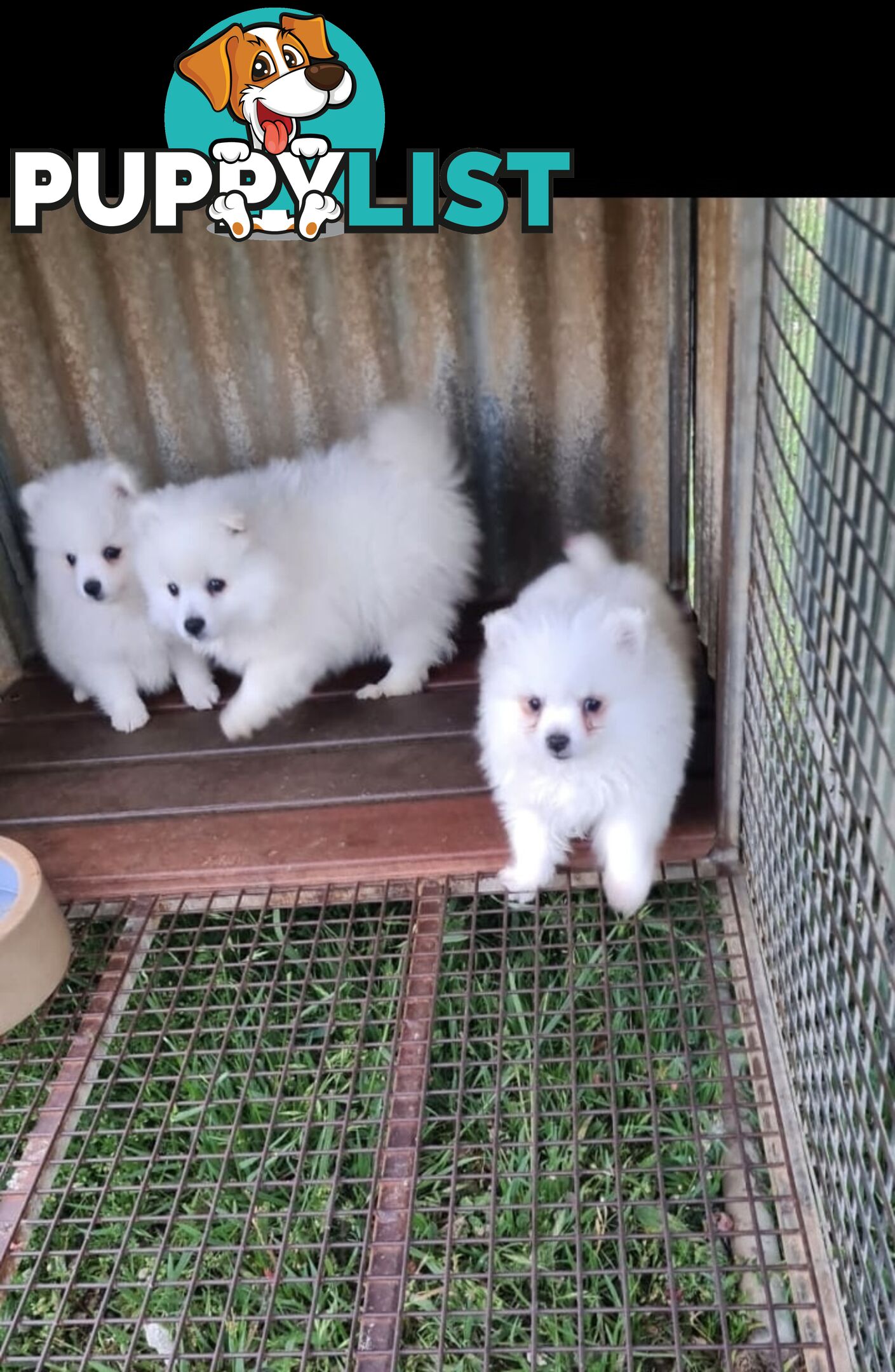 Japanese Spitz puppies for sale - Pure Bred