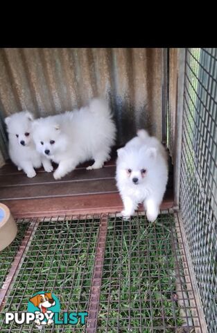 Japanese Spitz puppies for sale - Pure Bred