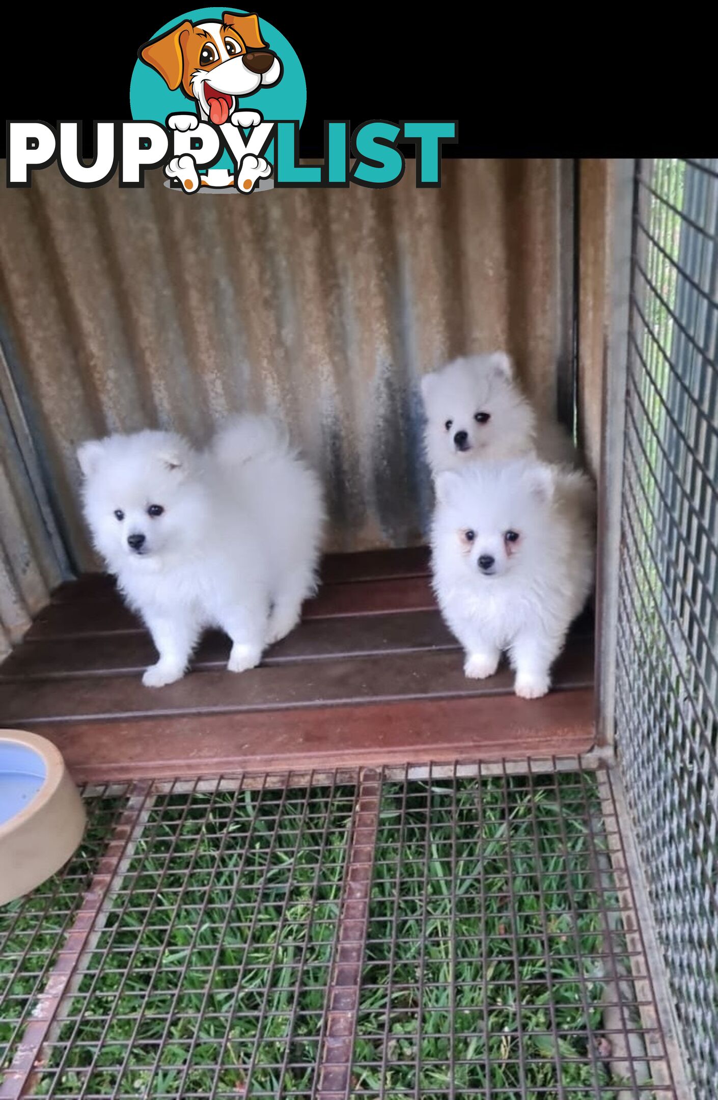 Japanese Spitz puppies for sale - Pure Bred