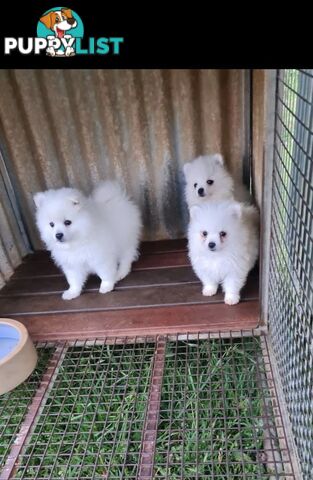 Japanese Spitz puppies for sale - Pure Bred