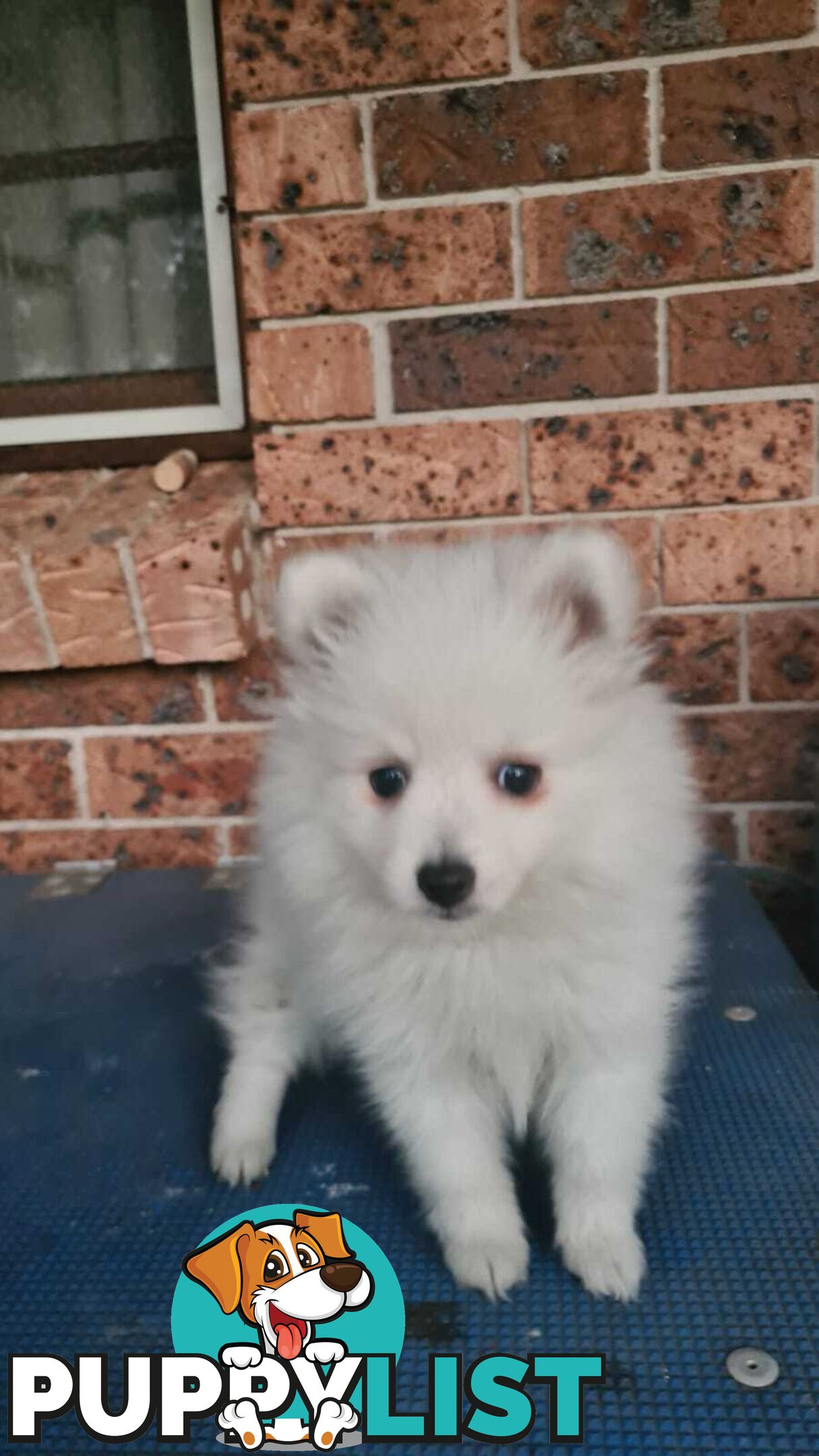 Japanese Spitz puppies for sale - Pure Bred