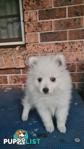 Japanese Spitz puppies for sale - Pure Bred