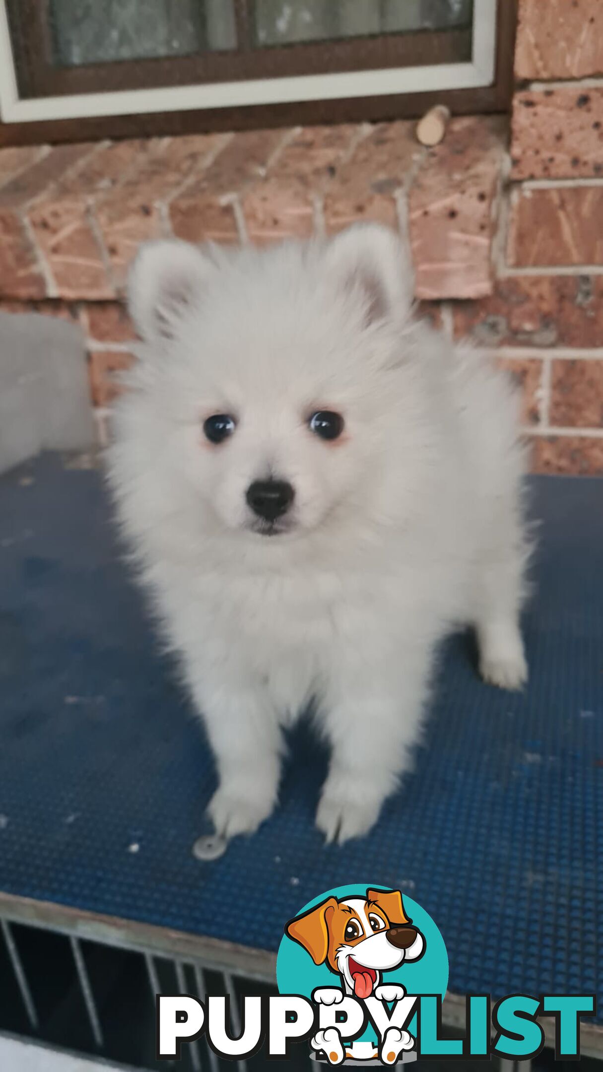 Japanese Spitz puppies for sale - Pure Bred
