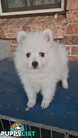 Japanese Spitz puppies for sale - Pure Bred
