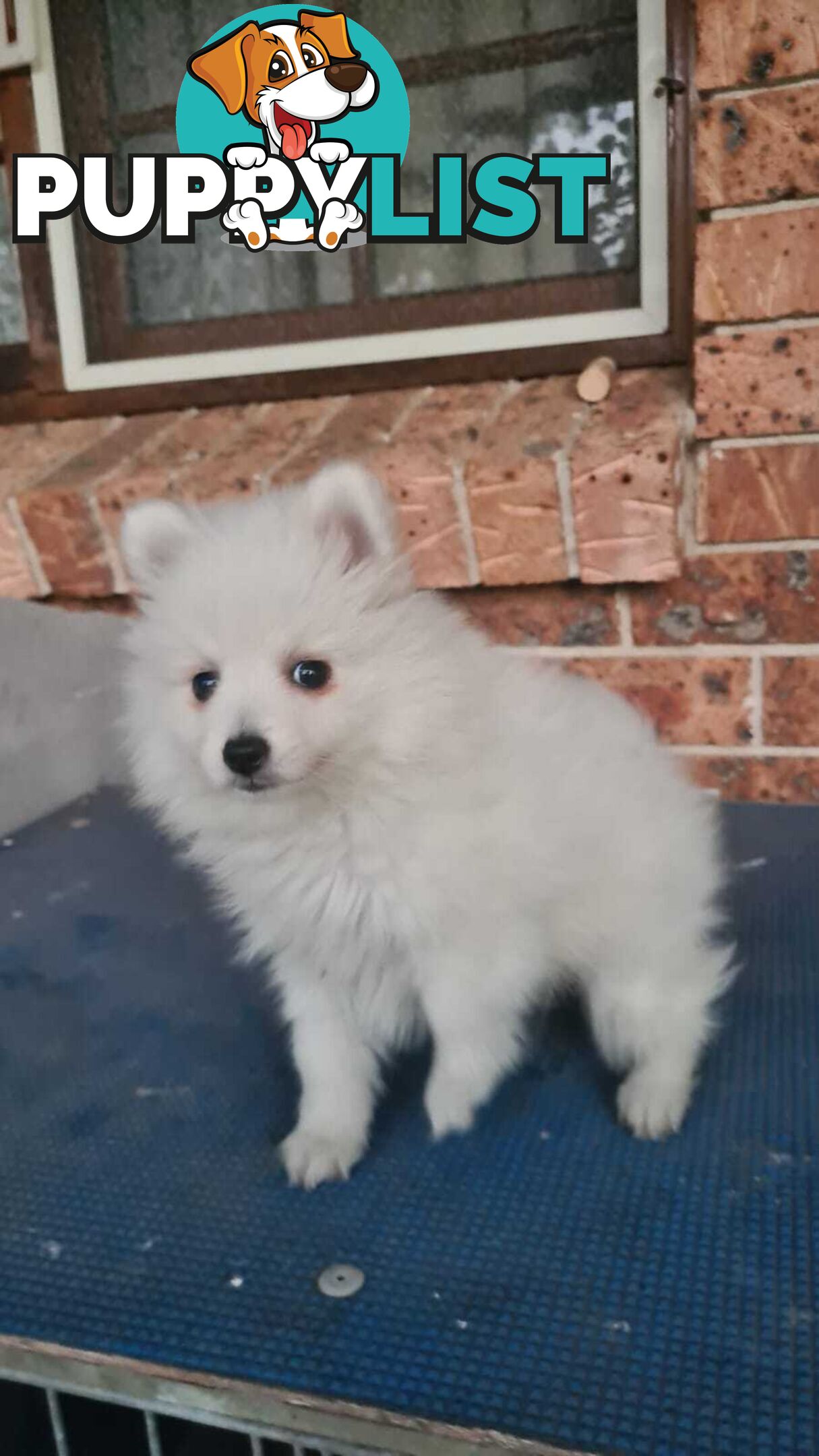 Japanese Spitz puppies for sale - Pure Bred