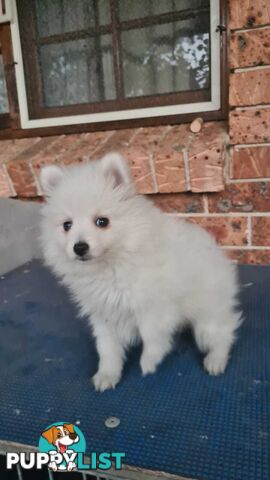 Japanese Spitz puppies for sale - Pure Bred