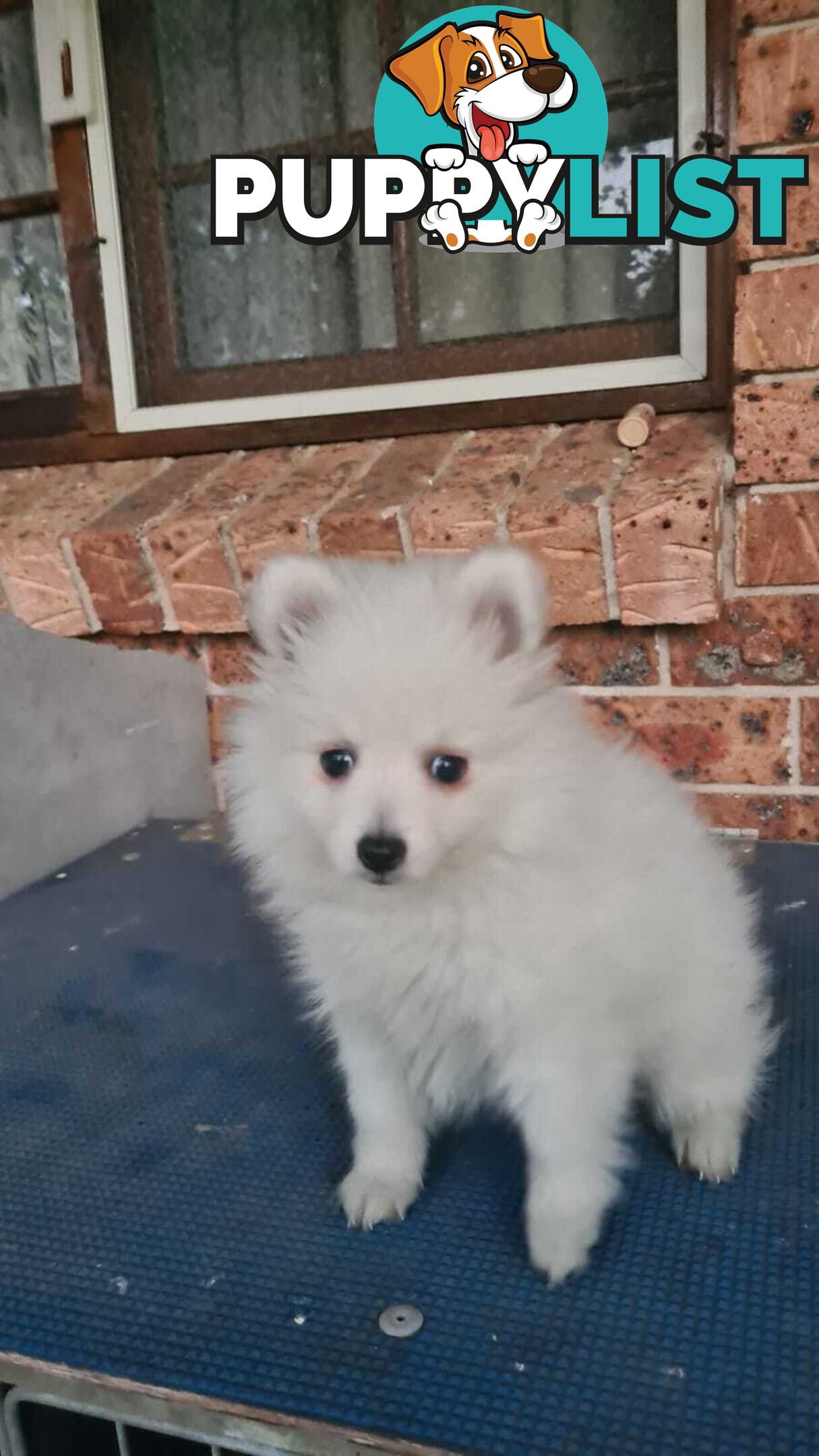 Japanese Spitz puppies for sale - Pure Bred